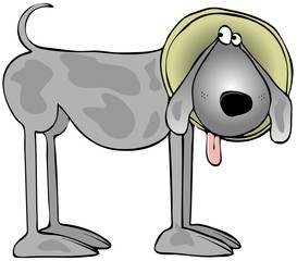 Dog with a cone on it's head