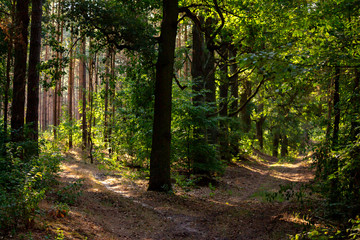 Obraz premium Weggabelung im Wald