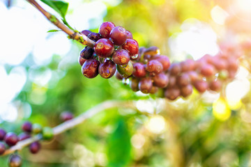 Red coffee beans on Arabica coffee trees