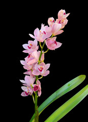 Cymbidium orchid with pink flowers isolated on black background.
