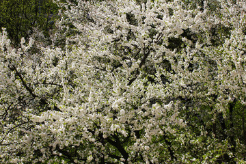 The blooming fruit trees (Prunus domestica) known as plums. Spring.