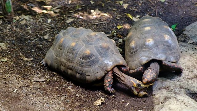 Pair of Galapagos tortoises - Chelonoidis nigra - known also as Galapagos giant tortoise or Gian Tortoise - largest living species of tortoise native to Galapagos and Aldabra islands - in a zoological