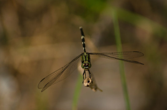 dragonfly on a branch