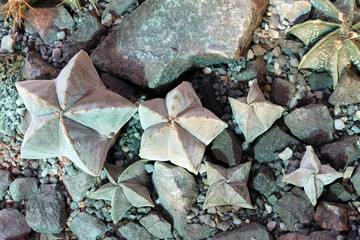 Astrophytum cactus in the greenhouse of the botanical garden among the stones.