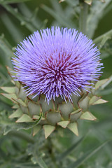 Artichoke thistle