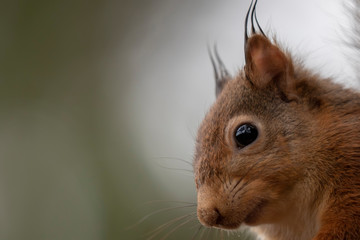 red squirrel, Sciurus vulgaris close up detail of face, eyes and head during a cold winters morning in scotland.