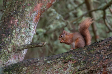 red Squirrels, Sciurus vulgaris, running, jumping and eating nuts on snow and frost covered ground and birch branch during January in Scotland.