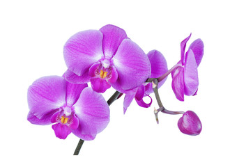 Purple-pink moth orchid on white background