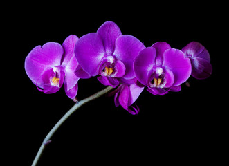 Fototapeta na wymiar Purple-pink moth orchid on black background