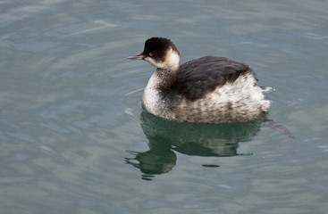 Black-necked Grebe (Podiceps nigricollis), winter plumage, Drift Reservoir, Cornwall, England, UK.