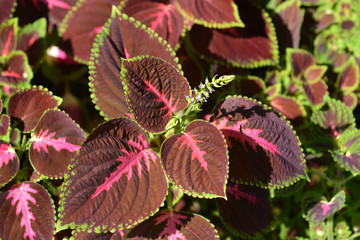 Painted nettle