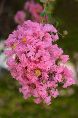 Fototapeta premium Crepe myrtle