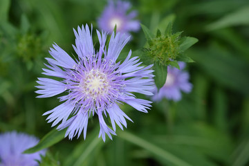 Stokes aster
