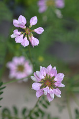 Purple crown vetch