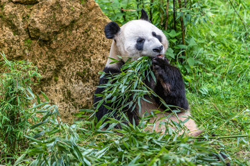 Hungry giant panda bear eating bamboo