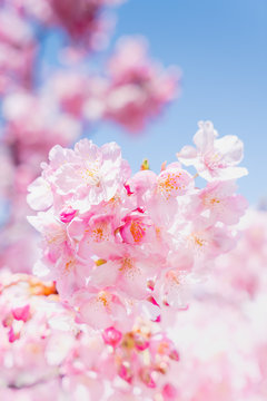 Fototapeta 河津桜と青空