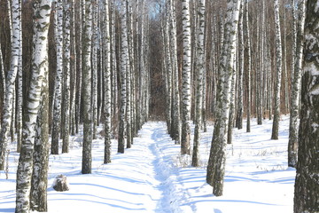 Black and white birch trees with birch bark in birch forest among other birches in winter on snow