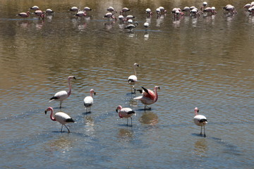 Flamants roses