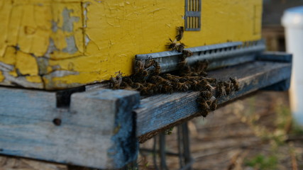 Obraz na płótnie Canvas пчела 