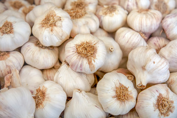 Fresh garlic on a closeup photo. Vitamin healthy food spice image. Spicy culinary ingredient. A bunch of white garlic heads. Top view of a bunch of white heads of garlic