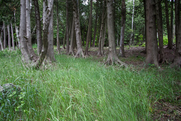 Enchanted Forest Landscape. Ancient cedar trees in a dark forest surrounded by lush green ground cover in a northern Michigan, forest. 