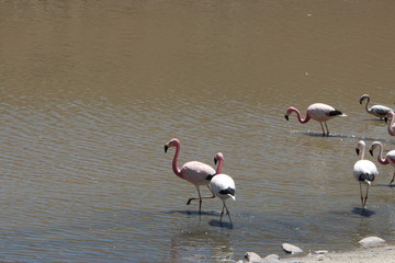 Flamants roses