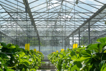 Greenhouse with rows of ripe big red lambada strawberries plants, ready for harvest, sweet tasty organic berry