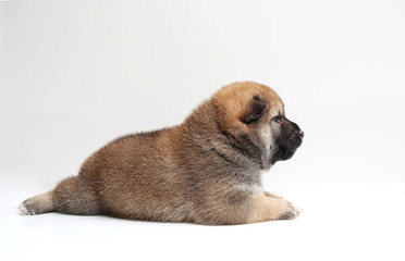 Close-up of a Newborn Shiba Inu puppy. Japanese Shiba Inu dog. Beautiful shiba inu puppy color brown. 19 day old. Puppy on white background.