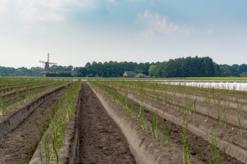 Obraz premium Dutch white gold vegetable, growing green asparagus plants after seasonal harvesting of white asparagus and removing of sun lights protector from plastic film