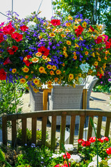 Details of spring or summer garden full with colorful flowers