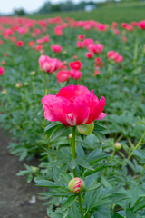 Colorful field with seasonal blossom of big pink peony roses flowers, countryside landscape, Dutch flowers