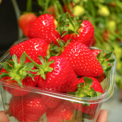 Harvesting of fresh ripe big red strawberry fruit in Dutch greenhouse