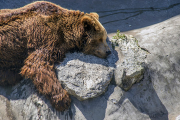 Zoo scene. Big bear sleeps in the sun.