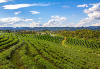 landscape tea field and springer water