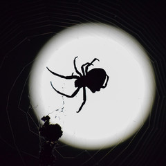 Araneus Spider on background of the moon