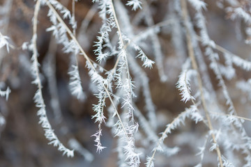 winter frost on dry grass