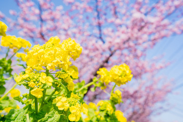 河津桜と菜の花と青空