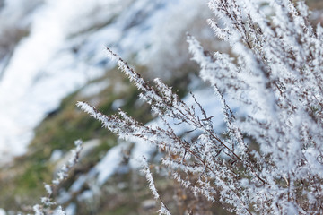winter frost on dry grass