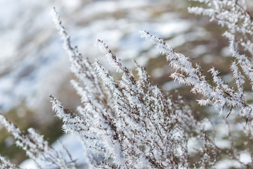 winter frost on dry grass