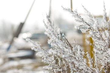 winter frost on dry grass