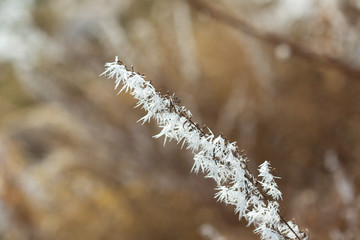 winter frost on dry grass