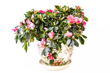 Blooming Azalea plant in a pot isolated on white background.