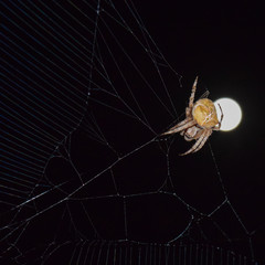 Araneus Spider on background of the moon