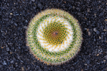 variety of cactus in cactus garden in canary islands, spain