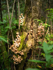 New and young specimens of honey fungus growing in a cluster on a tree stump in a forest.(Armillaria mellea)