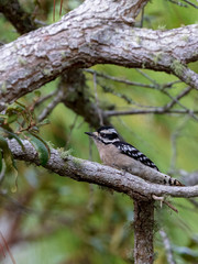 A single Downy Woodpecker hunts for insects on a lichen and moss covered limb of a Live Oak Tree