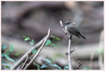 Taiga flycatcher (Ficedula albicilla)