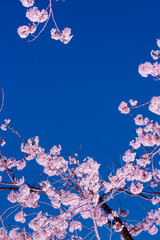 夜桜と月