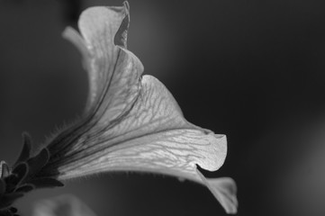 black and white petunia flower close up.