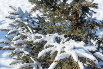 Green fluffy fir tree branch in the snow, Christmas wallpaper concept